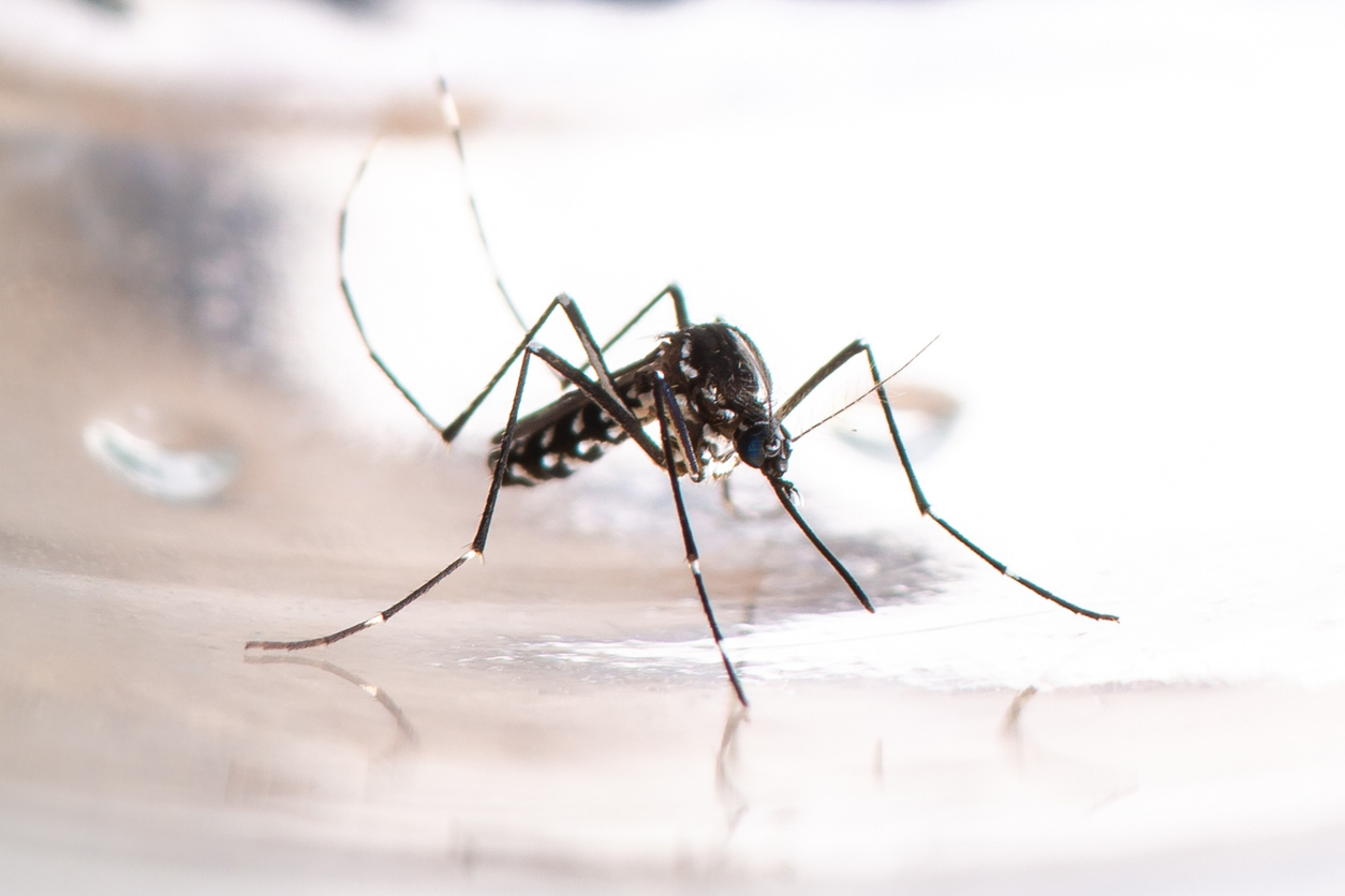 Asian Tiger Mosquito